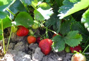 Fraises de plein champ aux Fermes de Gally