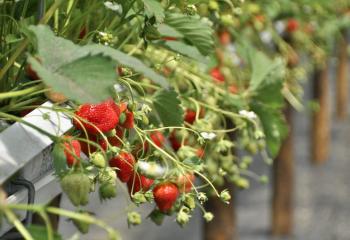 Fraises sur gouttières aux Fermes de Gally