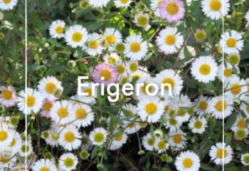 Vente Erigeron