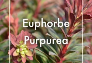Euphorbe Purpurea
