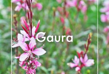 Vente Gaura