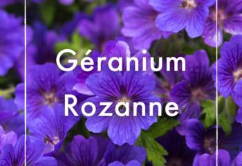 Vente Géranium Rozanne