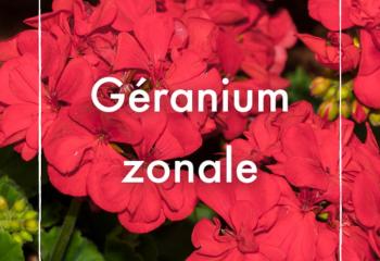 Géranium zonale