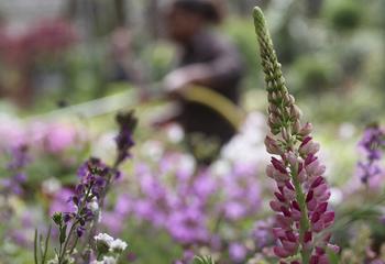 Plantes  fleuries