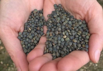 la récolte des lentilles