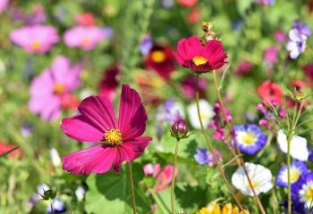 Mélange de fleurs