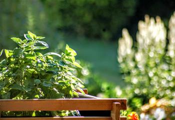 un potager sur le balcon