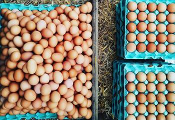Oeufs Feucherolles