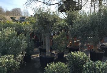 Olivier de la pépinière dans les Yvelines