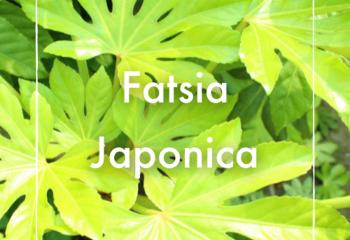 Fatsia japonica