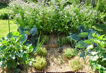 Démarrer son potager