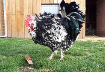 Poule de la ferme lors d'une visite pour les enfants