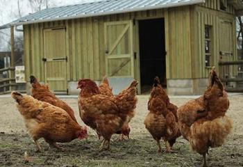 Poules de la ferme pédagogique de saint cyr l'école