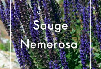 Vente Sauge Nemerosa