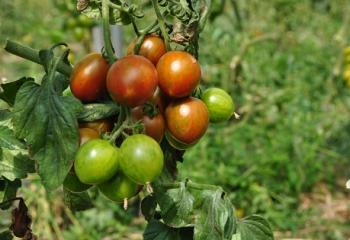 Tomates cerises