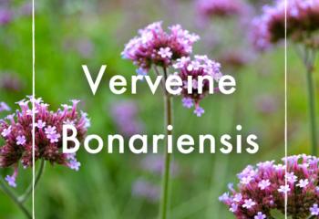 Vente Verveine Bonariensis