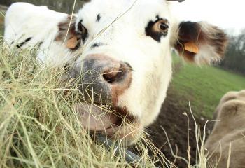 Vaches à la ferme pédagogique de Sartrouville