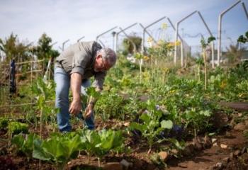 Qui fera pousser le plus gros légume ?