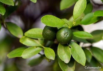 Calamondin