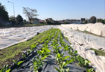 Ferme de Saint Denis