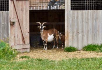 Fête des Oeufs à la Ferme de Gally de Saint-Denis