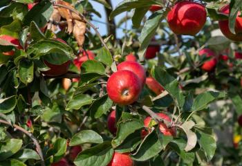 Pommes à cueillir à la Cueillette de Gally dans les Yvelines