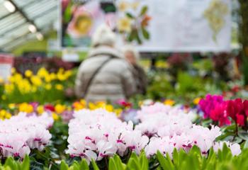 Offres de saison à la Jardinerie des Fermes de Gally