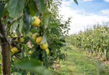 Pommes à cueillir à la Cueillette de Gally dans les Yvelines