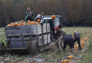 Récolte de citrouilles locales à la Ferme de Gally