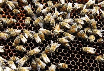 Reine avec le point jaune