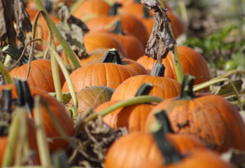 citrouilles locales à la Ferme de Gally