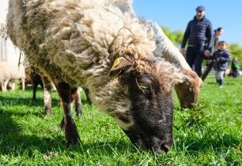 Fête des Oeufs à la Ferme de Gally de Sartrouville