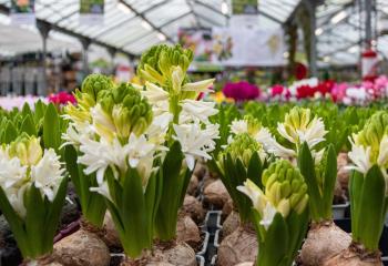 Offres de saison à la Jardinerie des Fermes de Gally