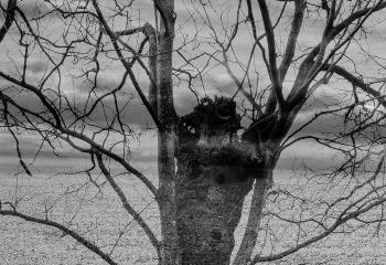 "Palimpseste" de Cyril le Tourneur d'Ison