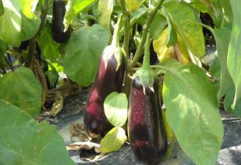 Aubergines