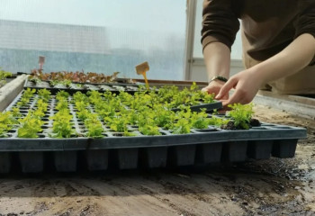 Atelier jardinage pour adultes