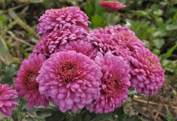 Chrysanthèmes à la Jardinerie de Gally de Saint Cyr l'Ecole