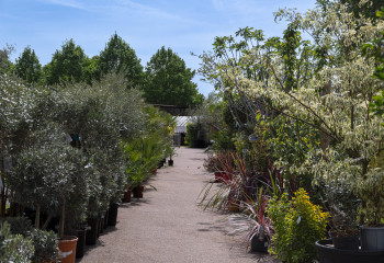 braderie à la pépinière de la jardinerie des fermes de gally