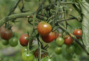 Tomate