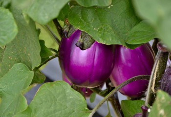 aubergines