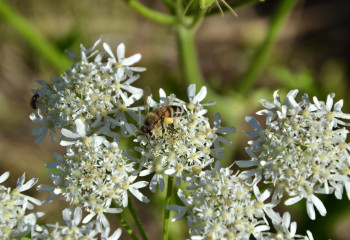 Abeille à la Cueillette de Gally