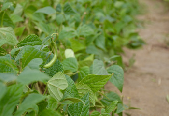 haricots