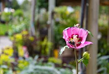 Bourdon à la pépinière des Fermes de Gally