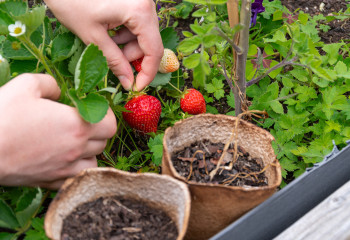 Atelier du printemps pour les familles à la ferme de Gally de Sartrouville