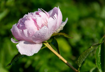 fête de la pivoine aux fermes de gally à saint-cyr-l'école