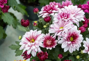 Chrysanthèmes à la Jardinerie de Gally de Saint Cyr l'Ecole