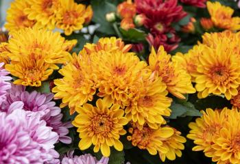 Chrysanthèmes à la Jardinerie de Gally de Saint Cyr l'Ecole