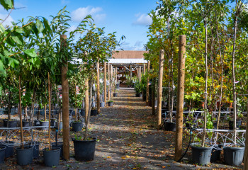 Offres de saison à la Jardinerie des Fermes de Gally