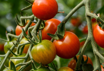 Tomate cerise