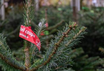 Sapin extra au Magasin de Gally à Saint-Cyr-l'Ecole